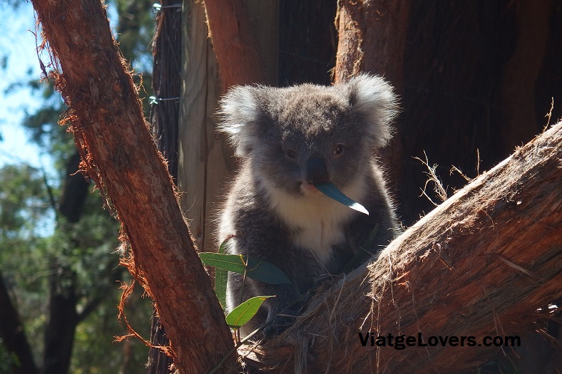 Ballarat Wildlife Reserve, Australia -ViatgeLovers.com