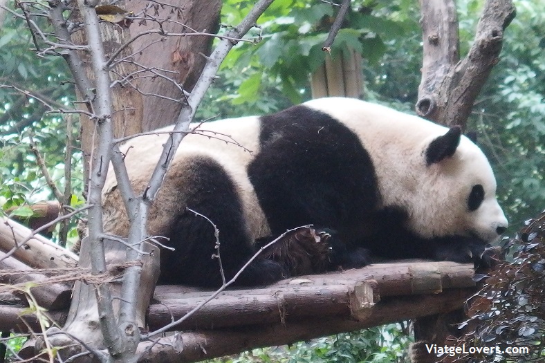 Reserva de Osos Panda de Chengdu -ViatgeLovers.com