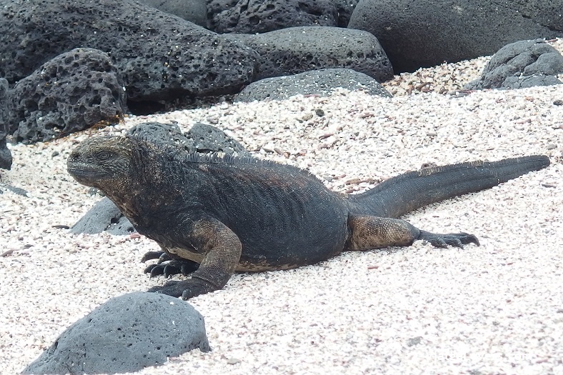 Galápagos -ViatgeLovers.com