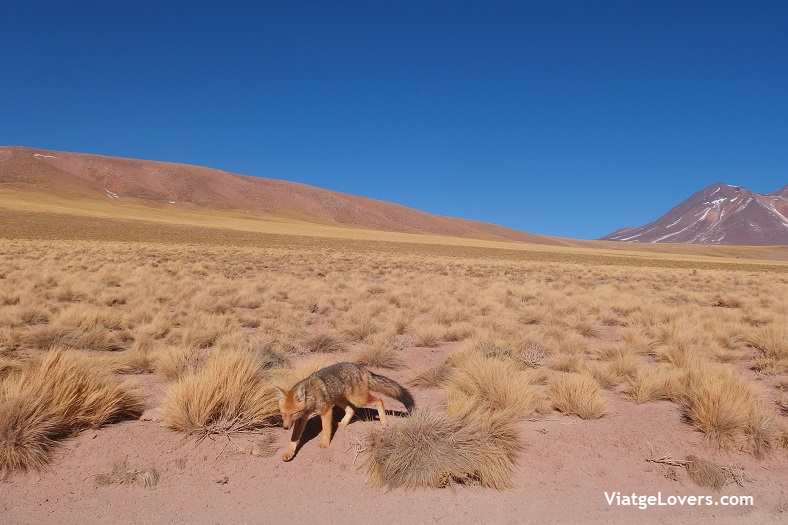 Atacama -ViatgeLovers.com