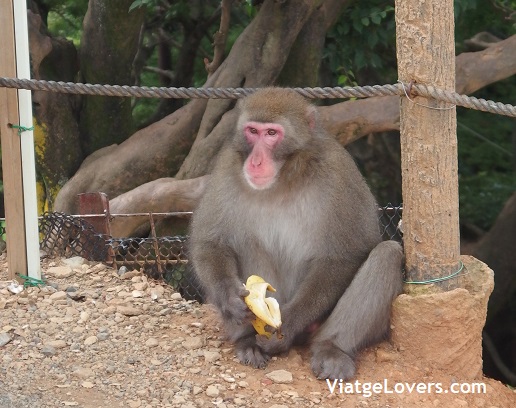 Arashiyama Monkey Park -ViatgeLovers.com