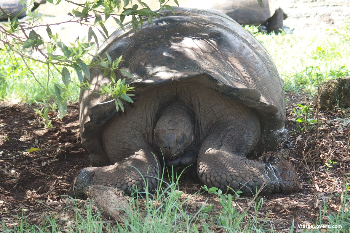 Tortugas Gigantes de las Galápagos -ViatgeLovers.com