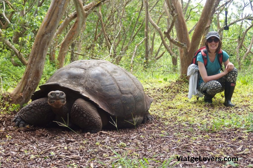 Tortugas gigantes de las Galápagos. -ViatgeLovers.com