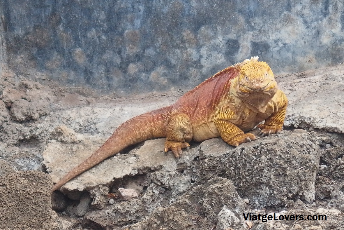 Iguana Terrestre de las Galápagos en la fundación Charles Darwin
