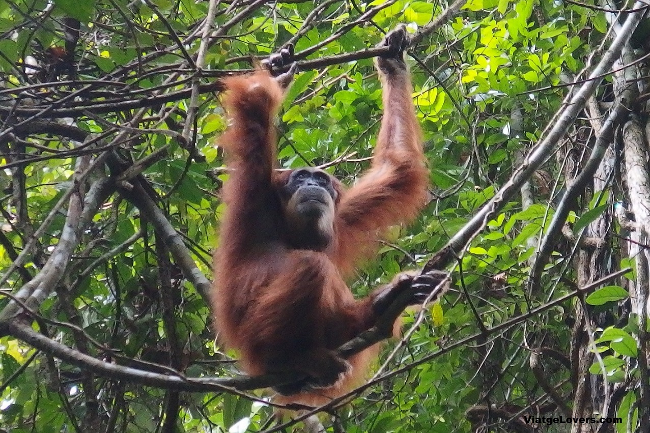 Orangutanes en la selva en Ketambe