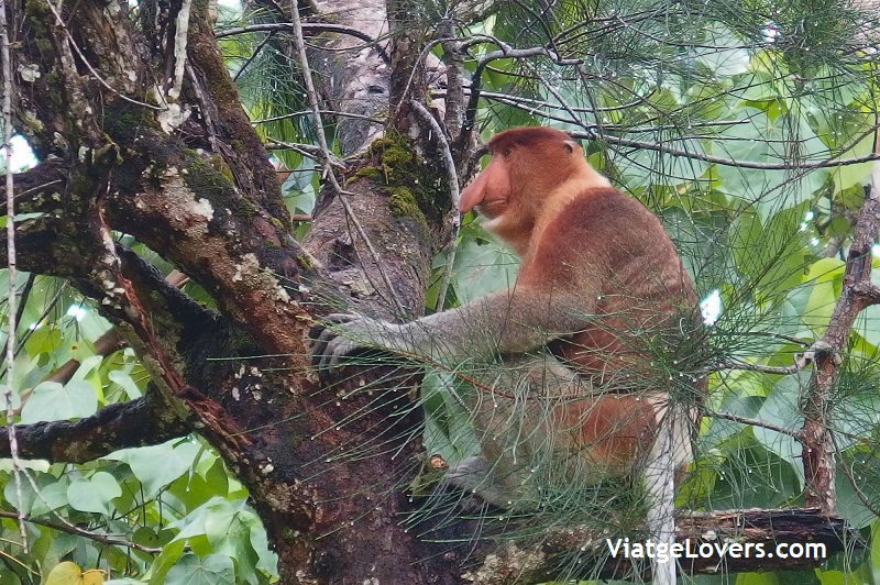 Proboscis Monkey, Bako National Park. Malasia y Borneo por Libre -ViatgeLovers.com