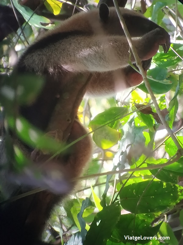 Corcovado, Costa Rica -ViatgeLovers.com