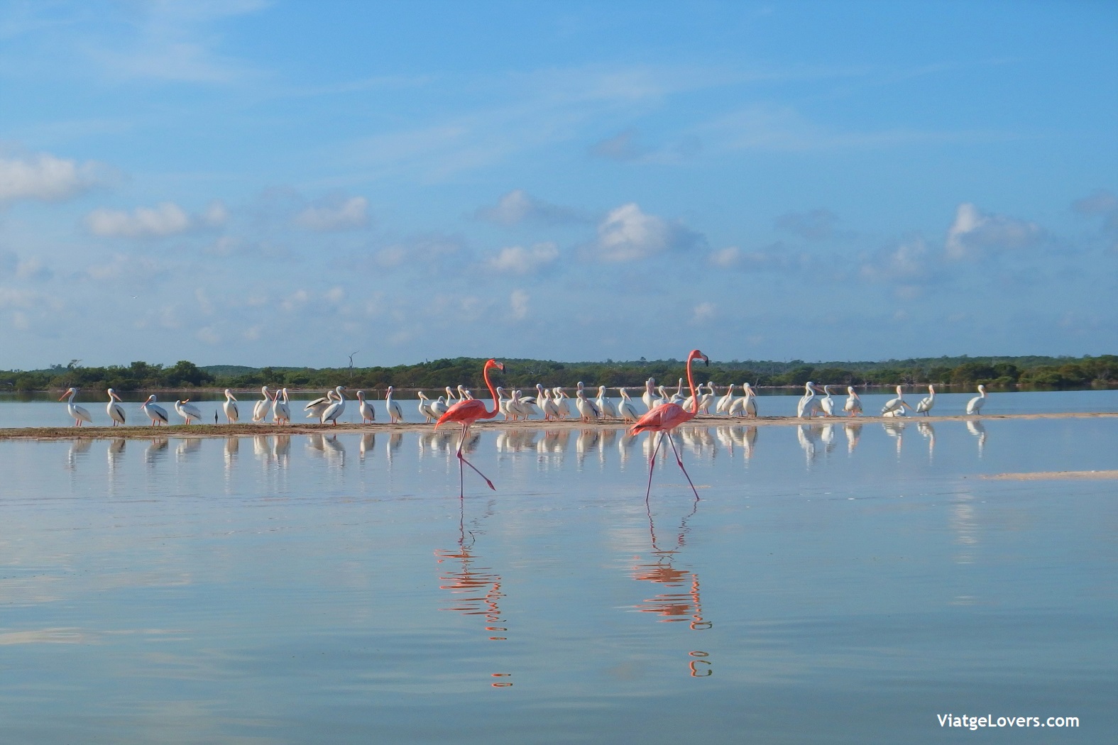 Tour Río Lagartos. México -ViatgeLovers.com