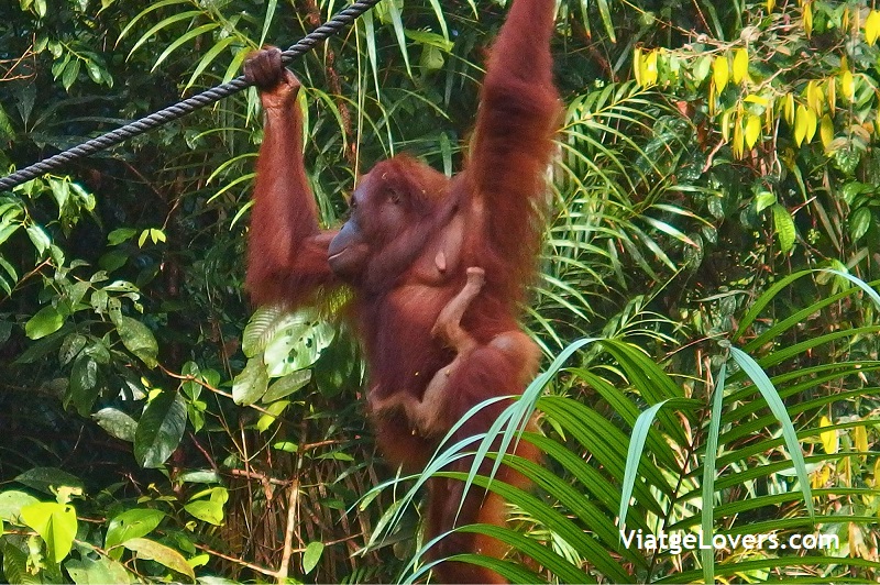 Semenoggh. Malasia y Borneo por Libre -ViatgeLovers.com